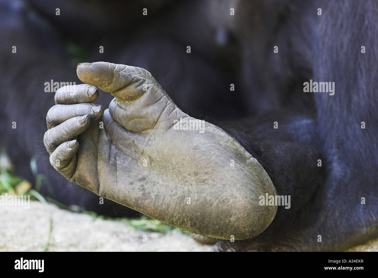Pianura gorilla (Gorilla gorilla gorilla), la suola di una scarpa Foto Stock