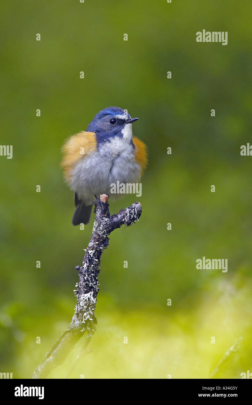 Rosso-fiancheggiata bluetail (Tarsiger cyanurus), maschio, Finlandia Foto Stock