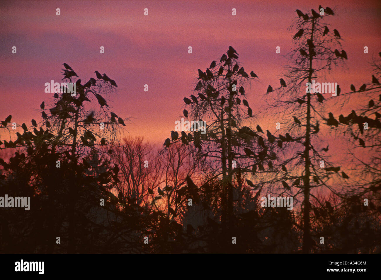 Rook (Corvus frugilegus), al posto per dormire al tramonto Foto Stock