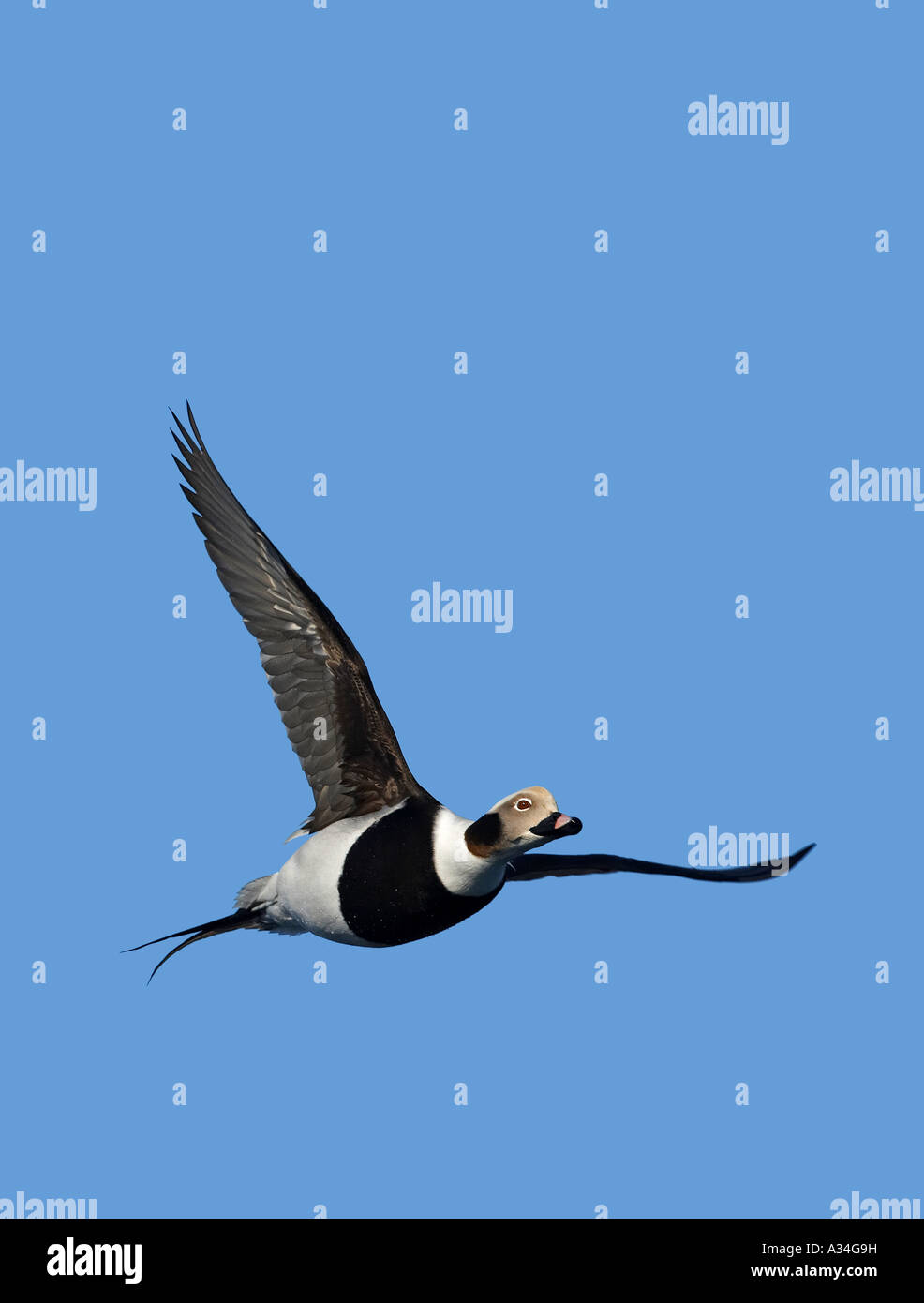 Long-tailed duck (Clangula hyemalis), volare, Norvegia, Varanger Foto Stock