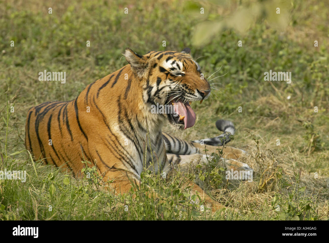 Tiger (Panthera tigris), sbadigli, India, Bandavkhar Foto Stock