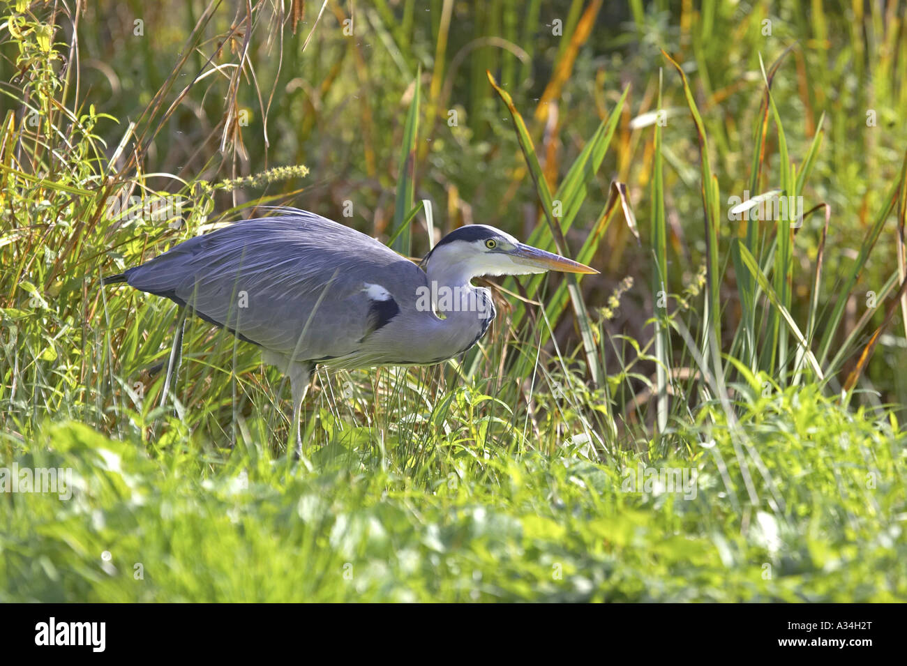 Airone cinerino (Ardea cinerea), in agguato per la preda, Regno Unito Foto Stock