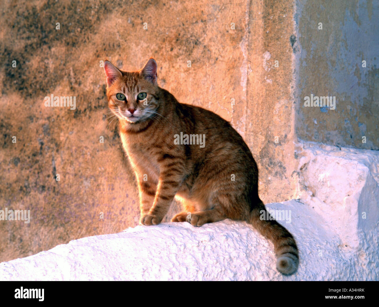Il gatto domestico, il gatto di casa (Felis silvestris f. catus), rde-bruno gatto seduto su una parete bianca, Grecia, Corfu Foto Stock