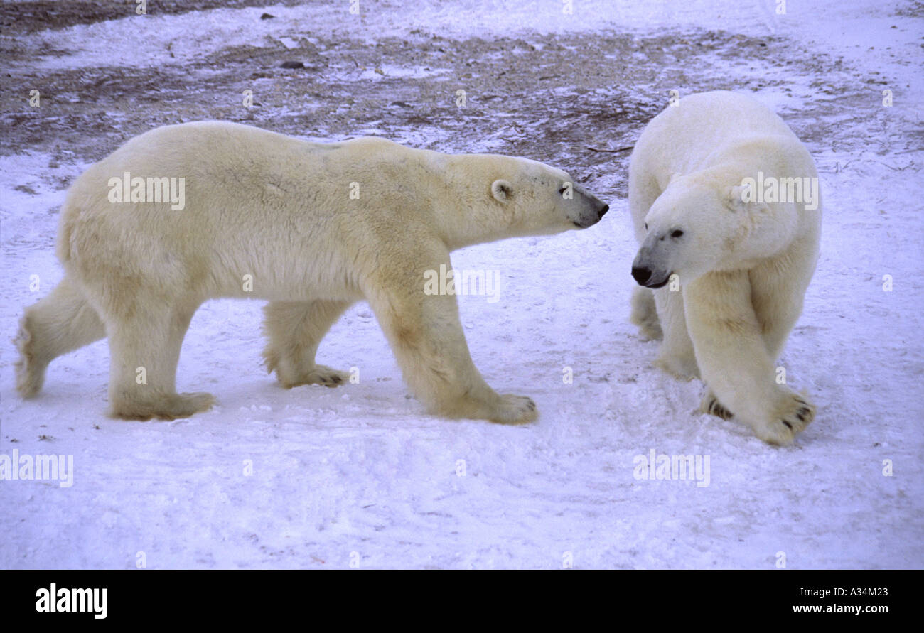 Due orsi polari soddisfare della Baia di Hudson Churchill Manitoba Canada Foto Stock