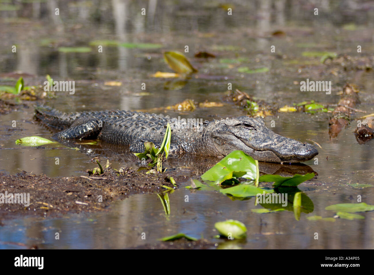 Alligatore crogiolarsi al sole su una torbiera nelle acque di Okefenokee Swamp entro la Stephen C Foster parco dello stato della Georgia NEGLI STATI UNITI Foto Stock