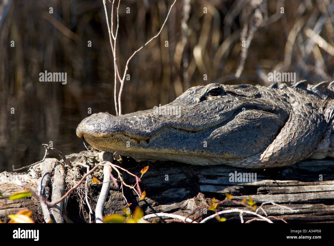 Alligatore americano crogiolati al sole su una torbiera nelle acque della palude di Okefenokee all'interno del parco statale Stephen C Foster in Georgia USA Foto Stock