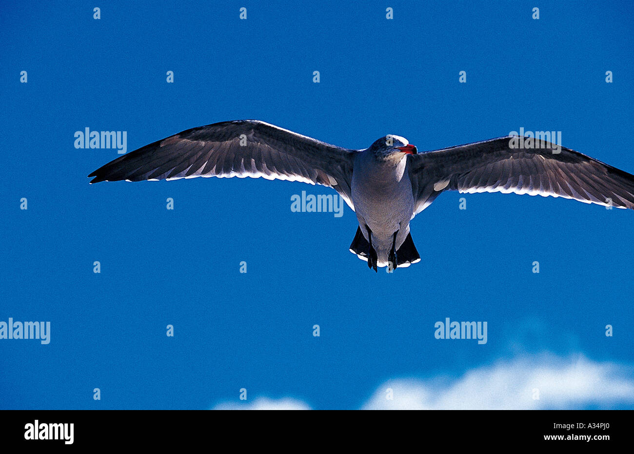 Gull,giorno,animale,bird,all'aperto,l'esterno,coun stranieri Foto Stock