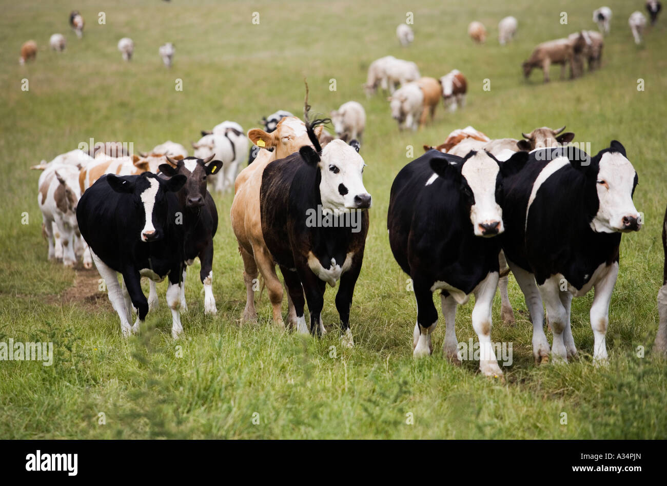 Il pascolo di bestiame unimproved prateria a Selsley comune, Stroud, Gloucestershire, Regno Unito Foto Stock