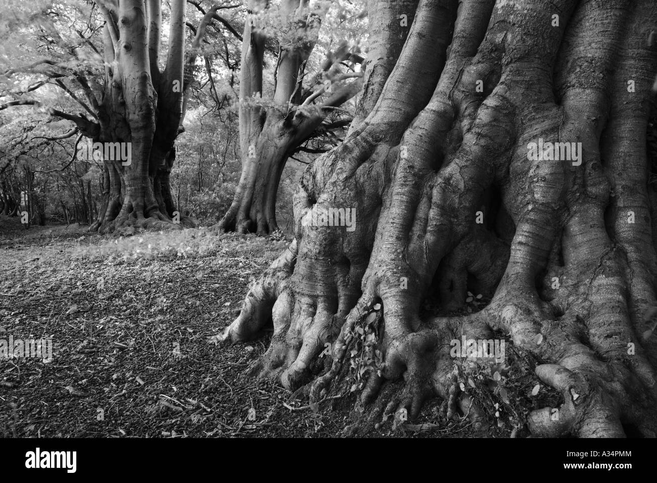 Radici di antichi faggi del Cotswold Way al legno Lineover, Gloucestershire Foto Stock