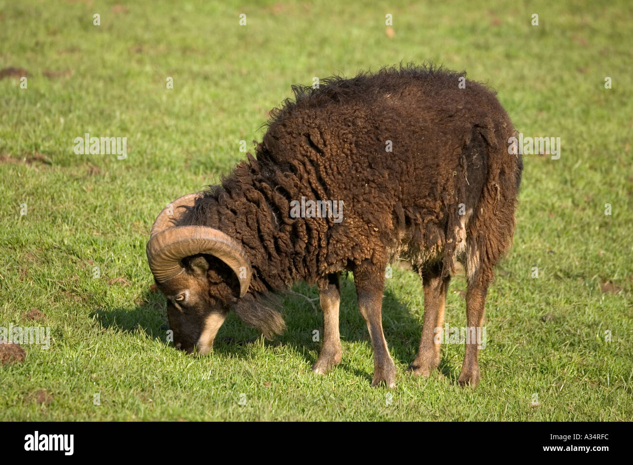 Pecore Soay Cotswold Farm Park Tempio Guiting GLOUCESTERSHIRE REGNO UNITO Foto Stock