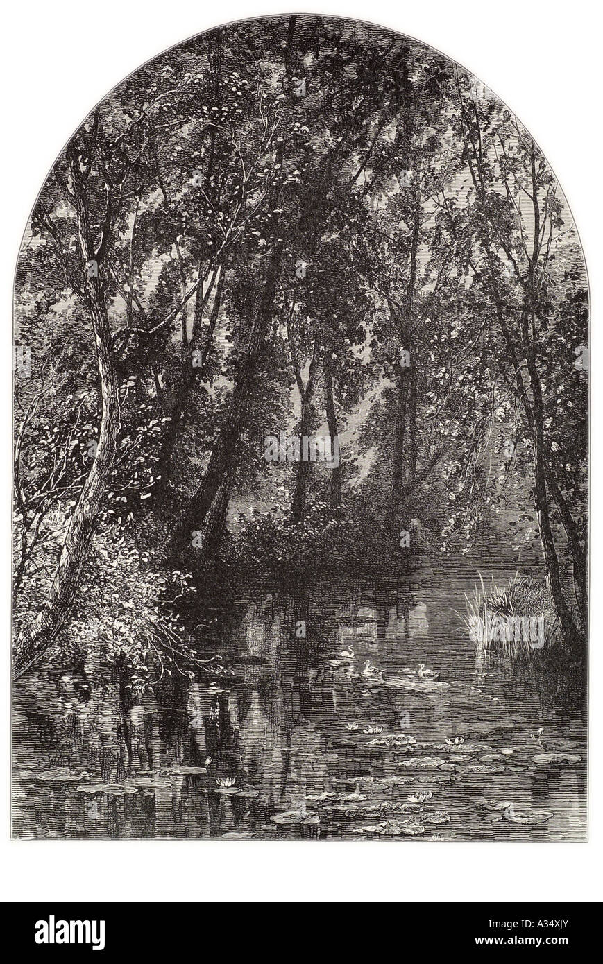 Belgio Belgio Fiandre fiammingo Brugge west western acqua di stagno di Venezia il lago di lily pad ancora ad albero della foresta di legno ancora ombra tranquilla Foto Stock