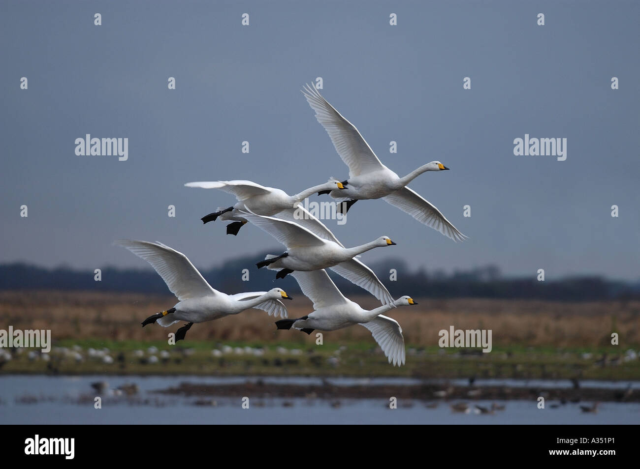 Whooper cigni Cygnus cygnus in volo in stretta formazione Martin mera REGNO UNITO Foto Stock