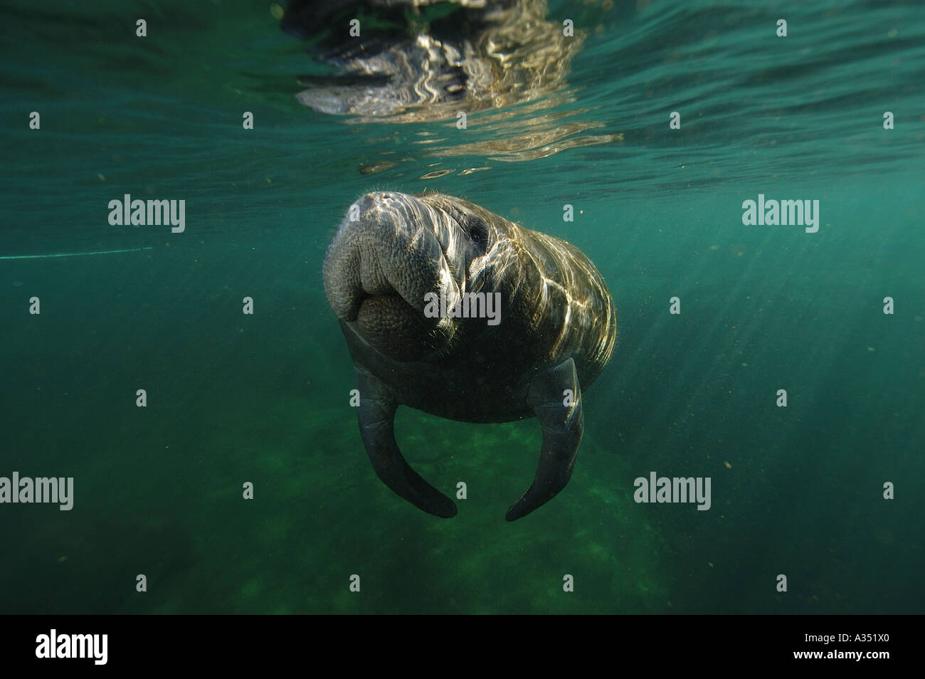 West Indian lamantino Trichechus manatus underwater Florida USA Foto Stock