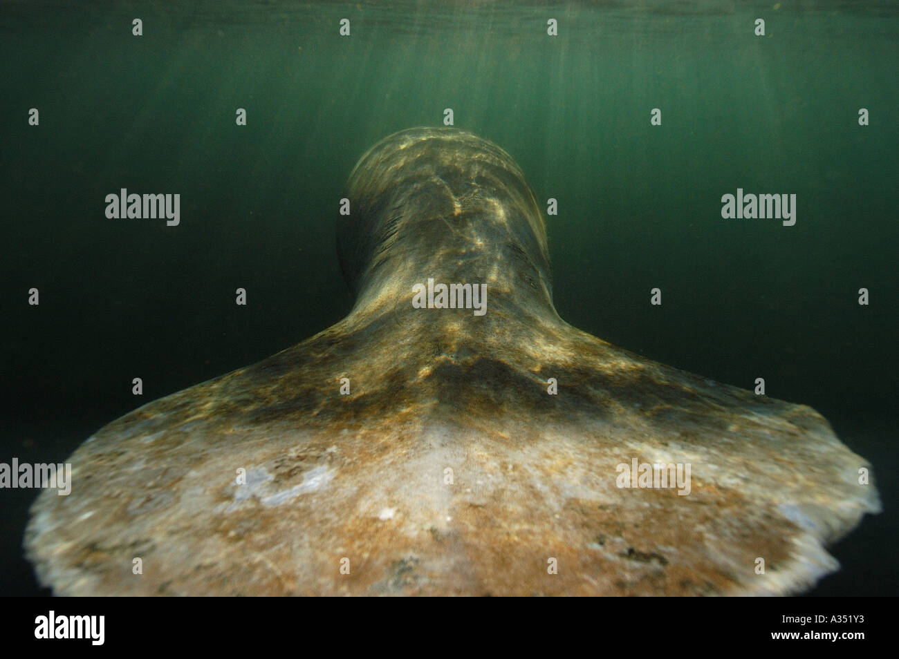 West Indian lamantino Trichechus manatus vista della coda da dietro il nuoto via Florida USA Foto Stock