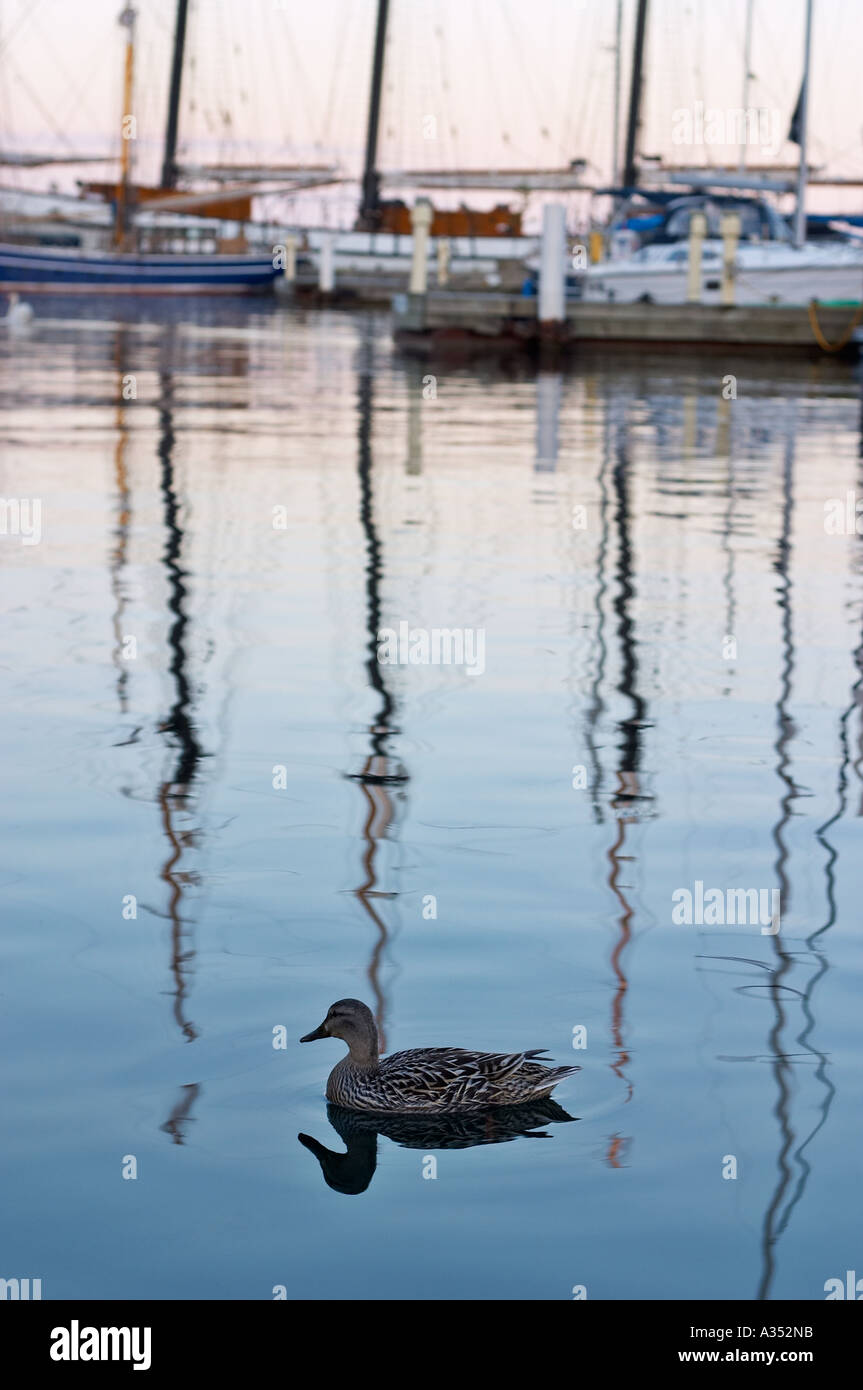 Unico duck nuotare nel lago Ontario al tramonto, con montanti di nave che riflette nell'acqua. Foto Stock