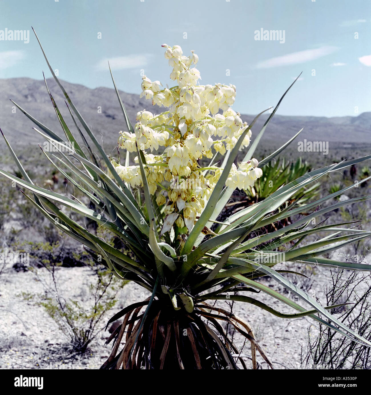 Blooming Yucca cactus nel pugnale piatto nel Parco nazionale di Big Bend Foto Stock