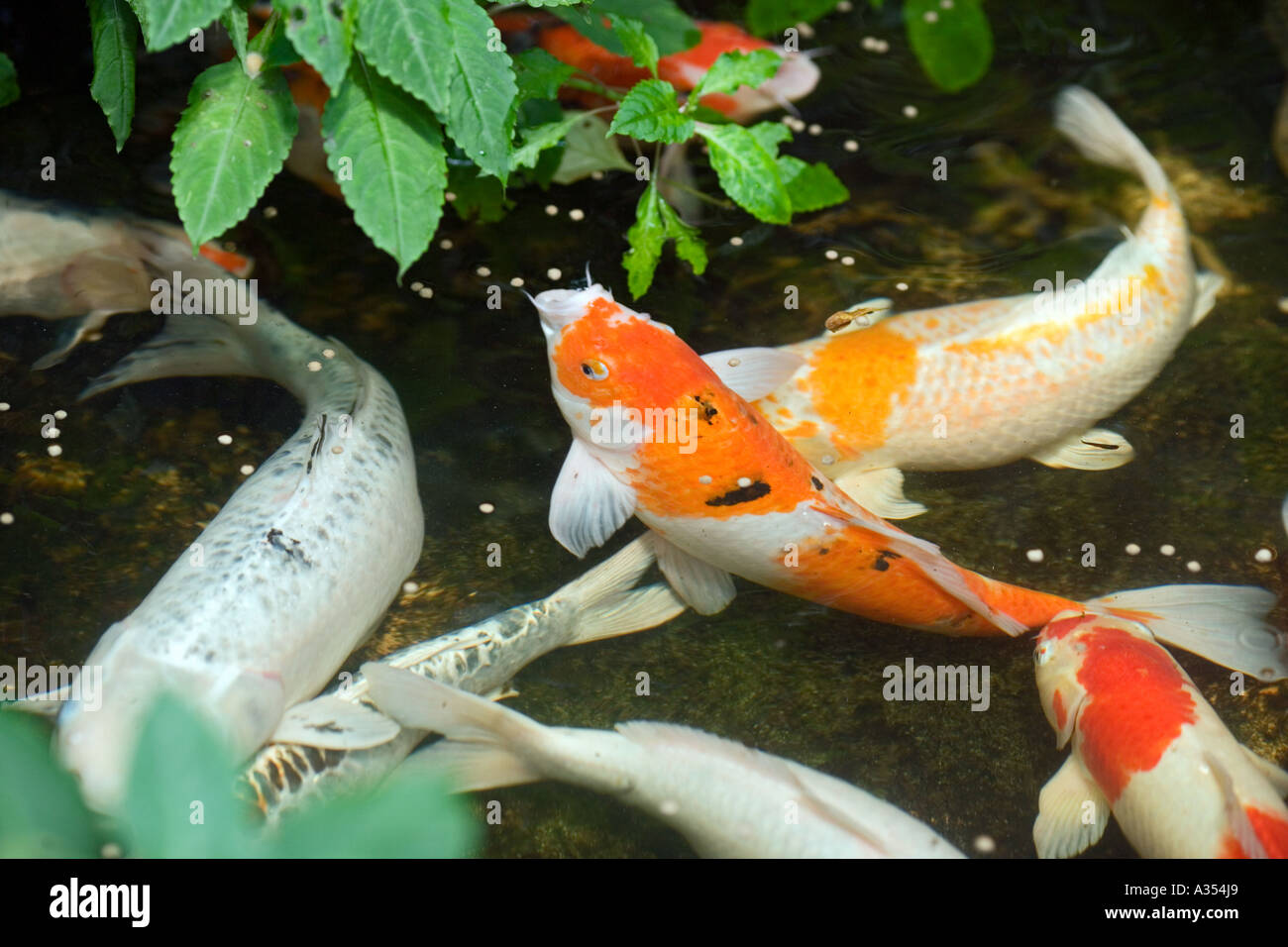Pesci di Koi Foto Stock