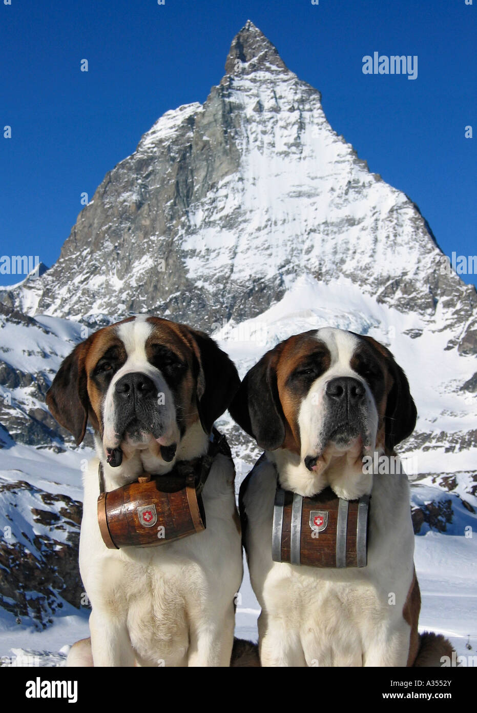 San Bernardo cani nella neve con il monte Cervino sullo sfondo , Svizzera Foto Stock