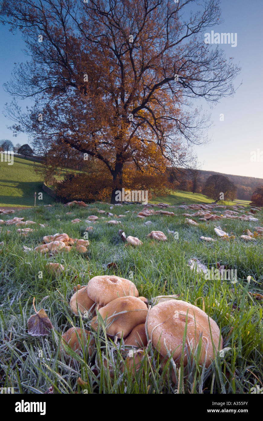 Masse di funghi congelati in un campo di erba in novembre nel Derbyshire "Gran Bretagna" Foto Stock