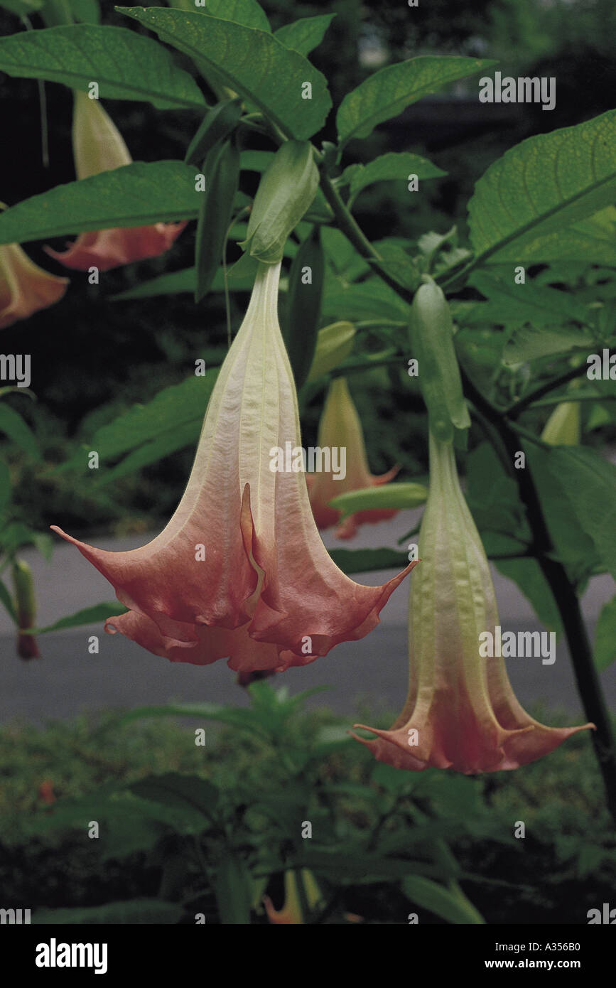 Amazon Brasile Brugmansia insignis Foto Stock