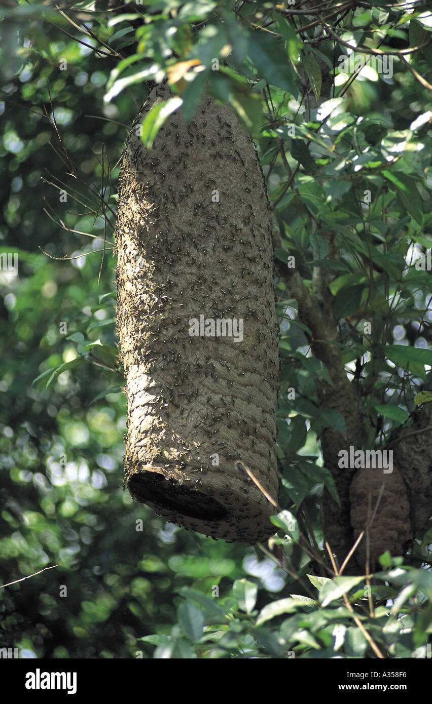 Rio Negro Brasile nido di calabroni appeso a un albero Amazon Amazonas  Stato Foto stock - Alamy