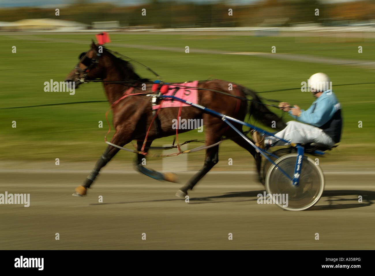 Una corsa di cavalli tirando un sulkie e jockey intorno a una pista. Foto Stock