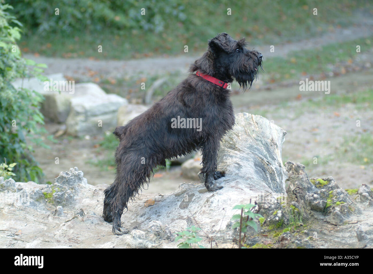 Miniatura schnauzer cane guarda lontano dalla fotocamera del Regno Unito Foto Stock