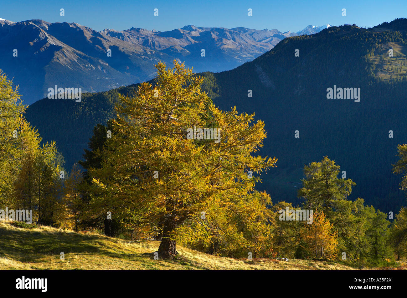 Colori autunnali sopra La Tzoumas quattro valli la regione Vallese Svizzera Foto Stock