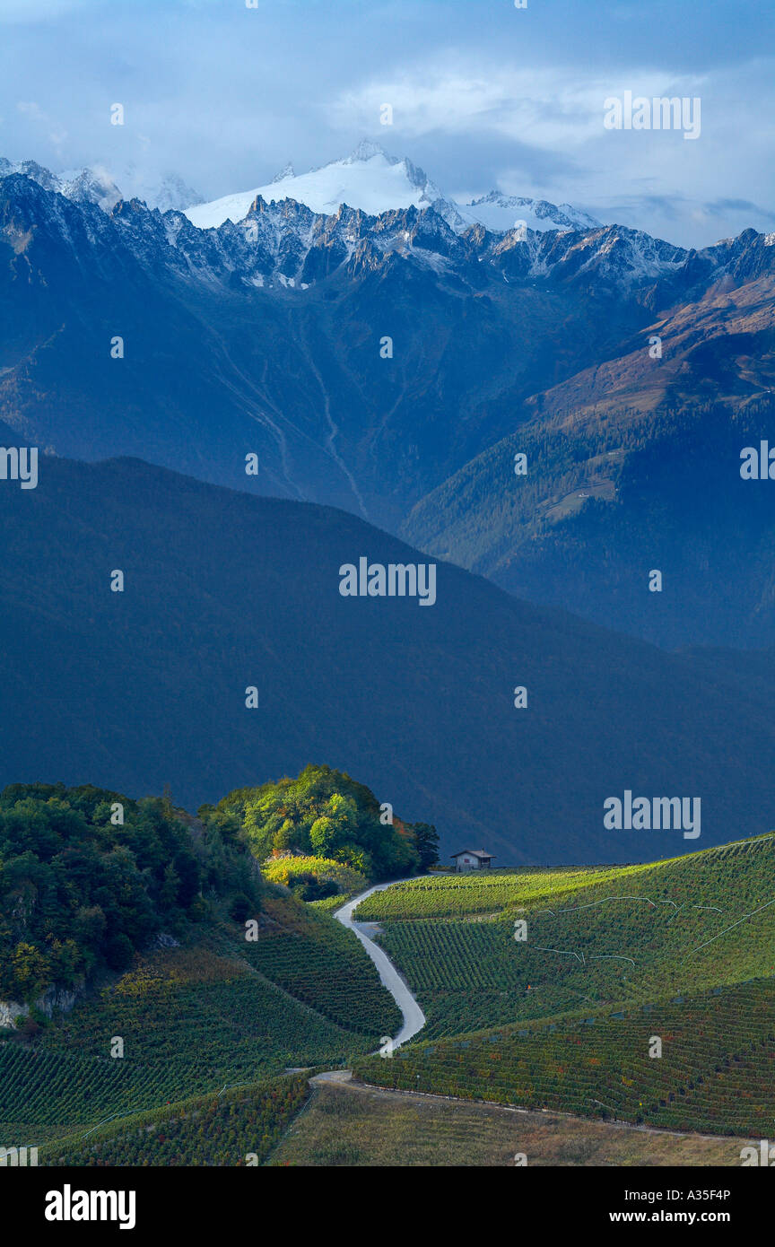 Vigneti in collina sopra Saillon la regione del Canton Vallese nr Sion Svizzera NR Foto Stock