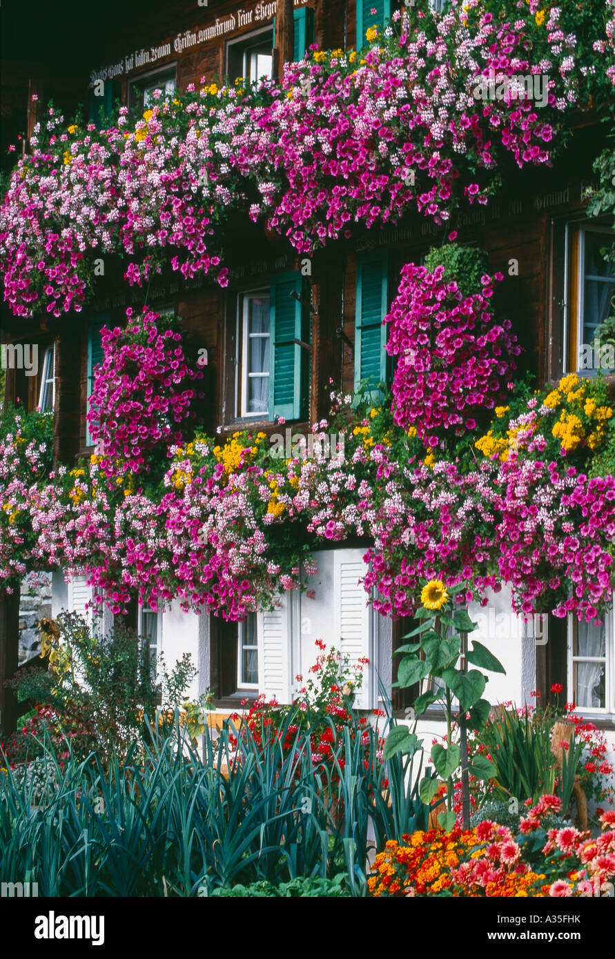 Fiori che crescono nelle finestre di un tradizionale chalet alpino svizzero Wengen Oberland Bernese svizzera Foto Stock