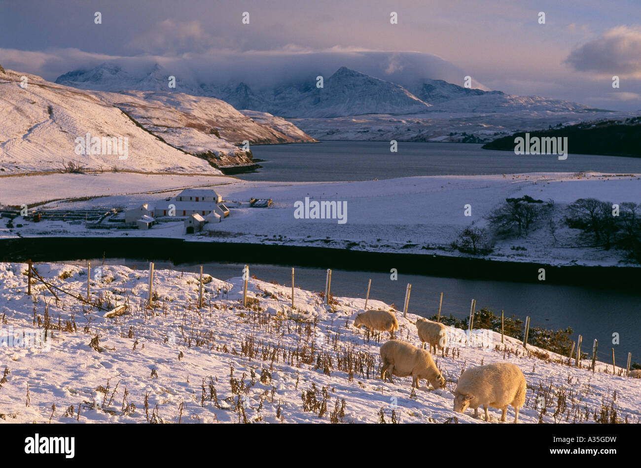 Pecore al pascolo nella neve Loch Harport la Cullin montagne in inverno Isola di Skye in Scozia UK Foto Stock