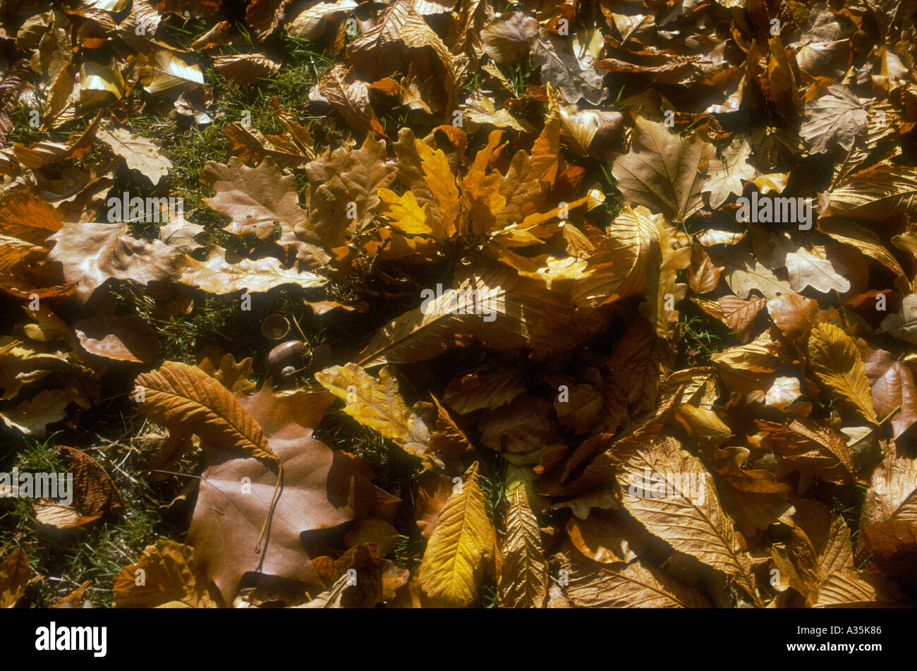 Caduto Foglie di autunno e ghiande Foto Stock