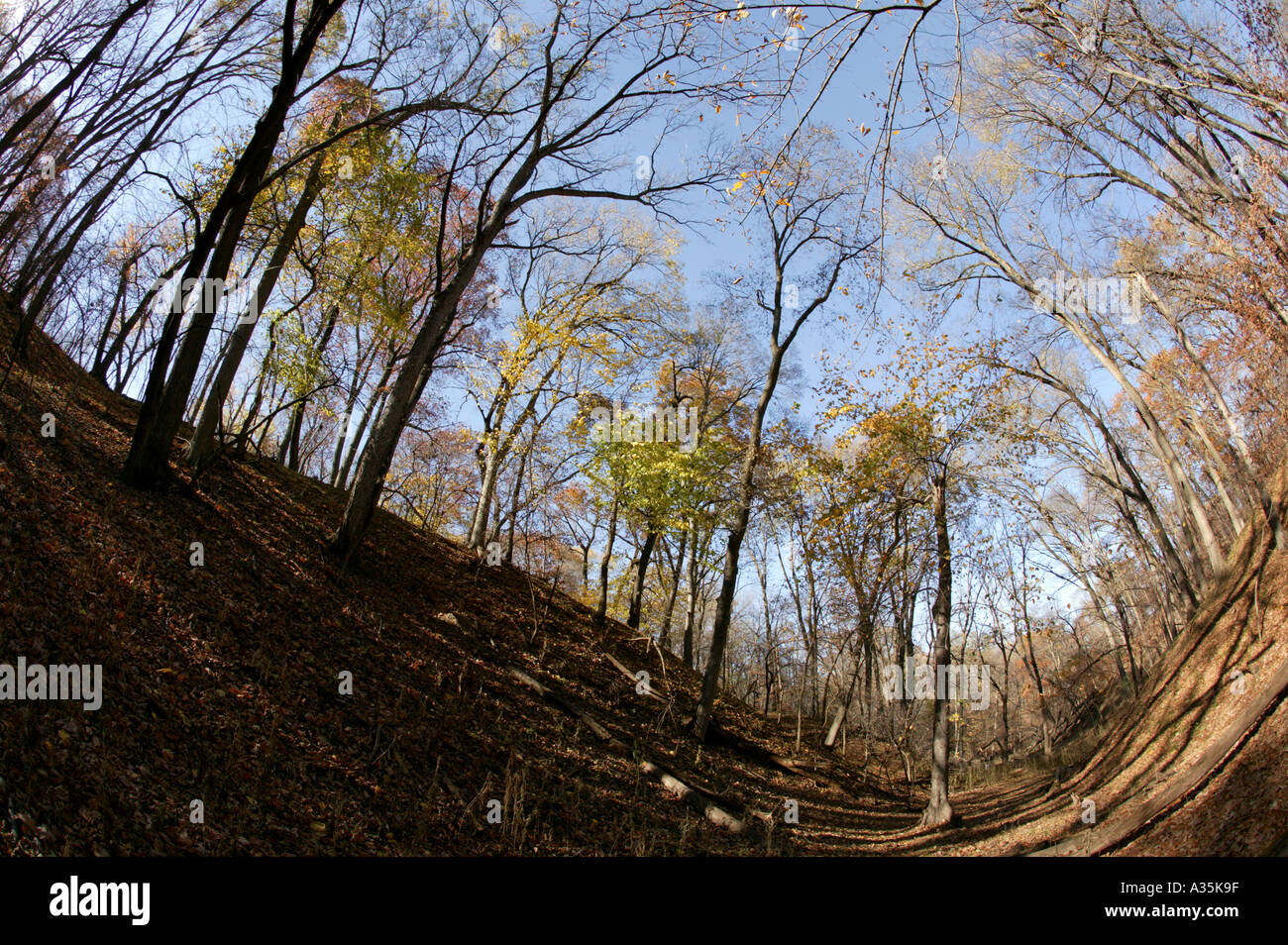 Angolo di visione di una collina nel bosco in autunno. Foto Stock Angolo di visione di una collina nel bosco in autunno. Foto Stock