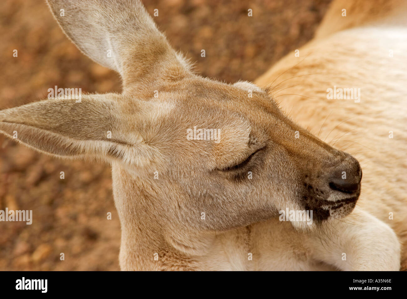 Immagine di testa di canguro rosso Australia Foto Stock