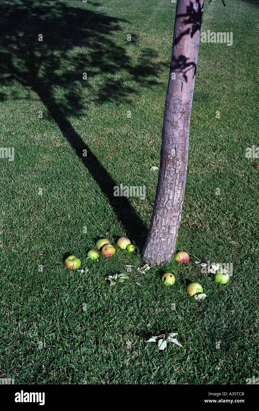 Mele posa ai piedi di un albero di mele Foto Stock