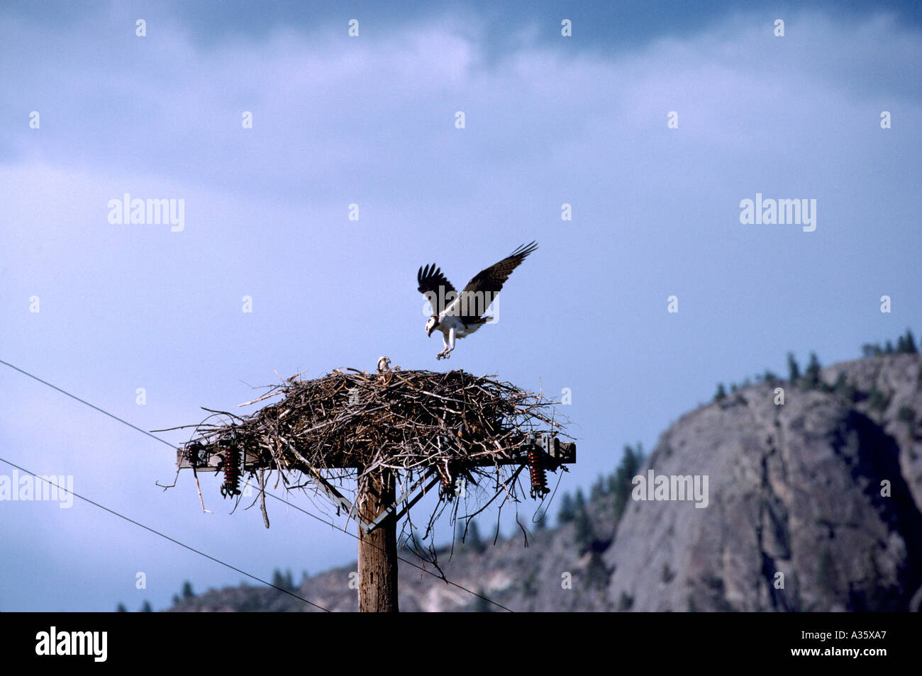 Falco pescatore (Pandion haliaetus) a nido costruito sulla parte superiore del palo - Okanagan, BC, British Columbia, Canada - North American uccelli / Bird Foto Stock