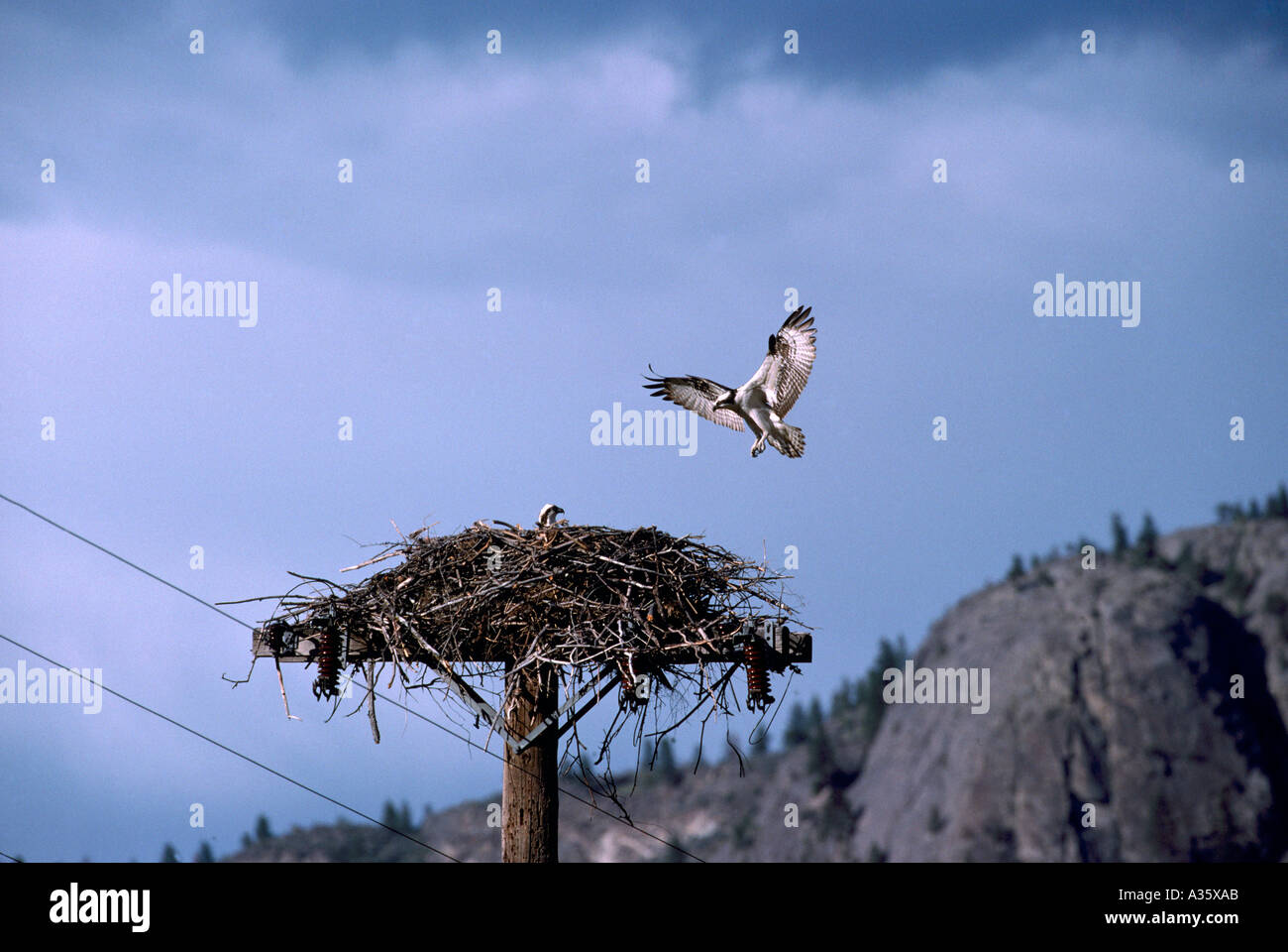 Falco pescatore (Pandion haliaetus) a nido costruito sulla parte superiore del palo - Okanagan, BC, British Columbia, Canada - North American uccelli / Bird Foto Stock