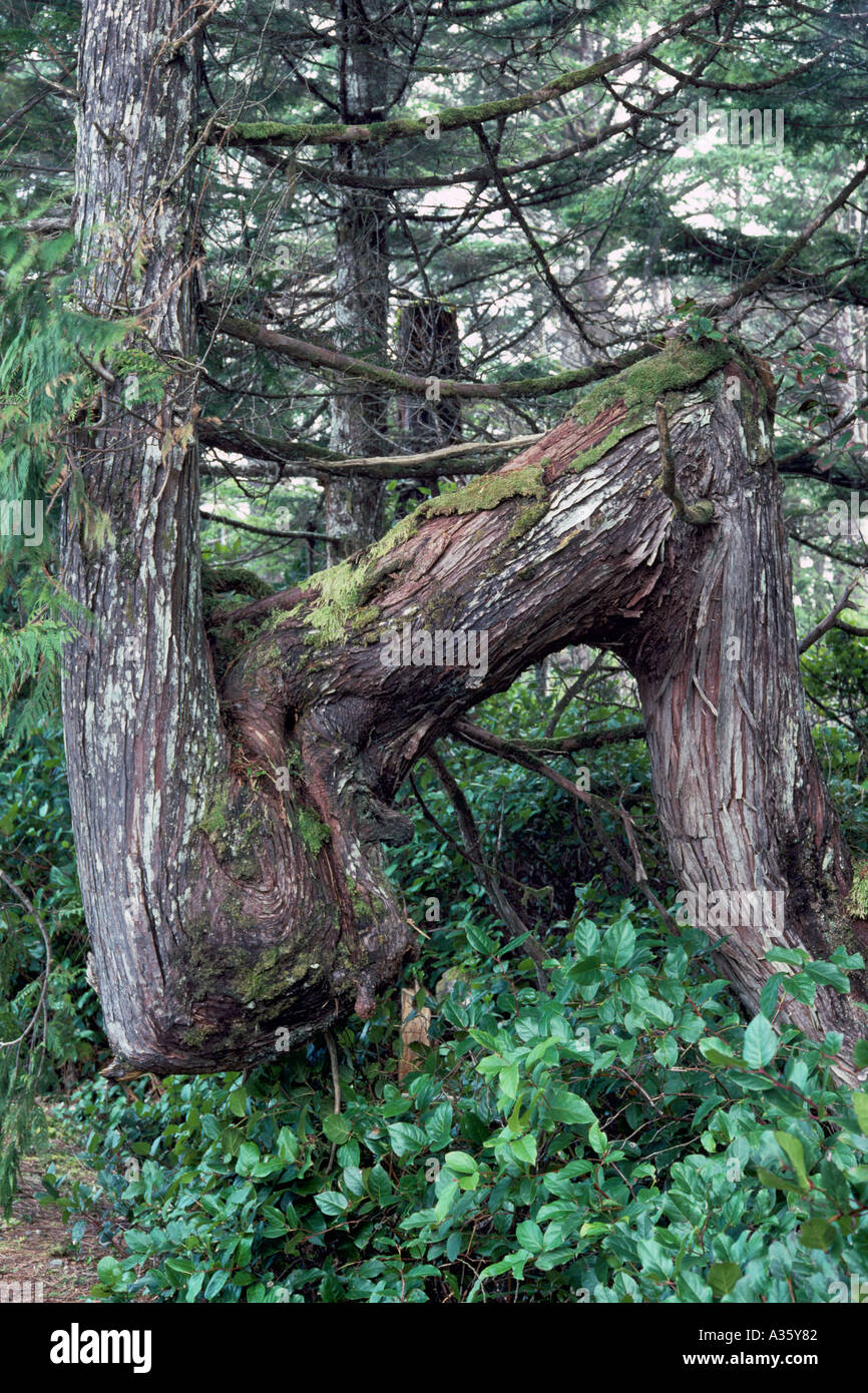 Un deformato Western Red Cedar Tree in British Columbia Canada Foto Stock
