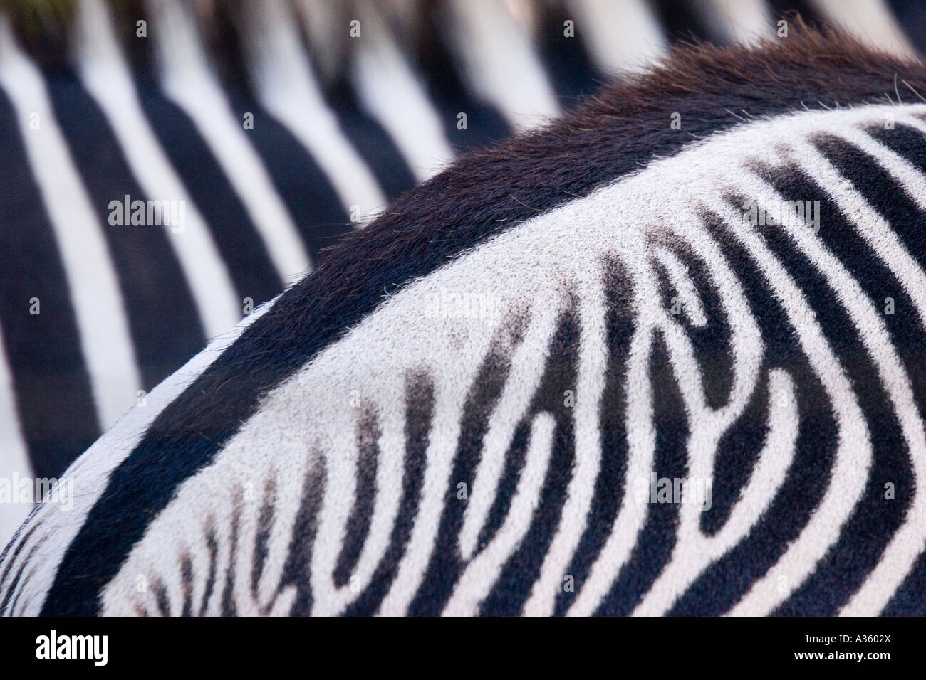 Le strisce di due zebre crea un motivo bianco e nero quando visto da vicino. Foto Stock