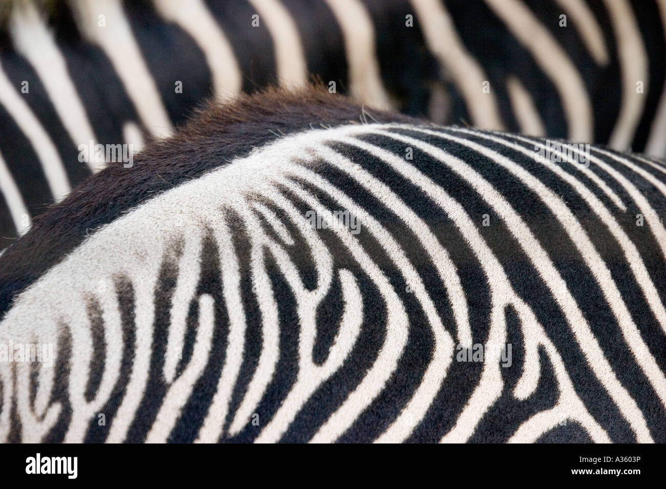 Primo piano del dorso striato di due zebre formano una configurazione astratta. Foto Stock