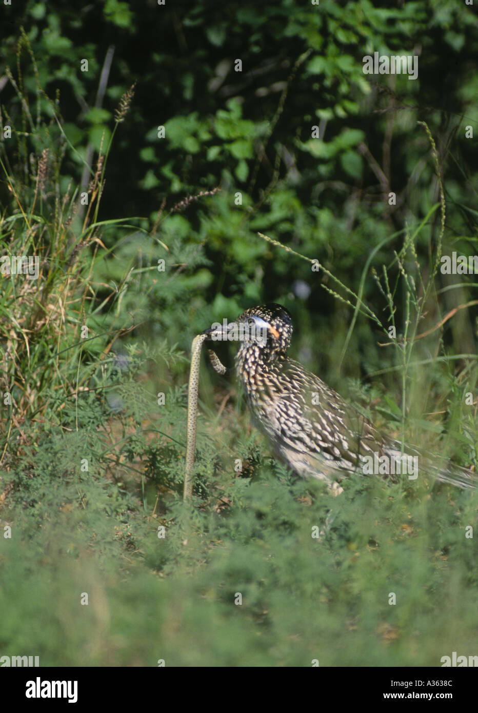 Maggiore Roadrunner Geococcyx californianus questo roadrunner ha appena ucciso un piccolo serpente a sfamare la sua giovane sia maschio e FEMA Foto Stock