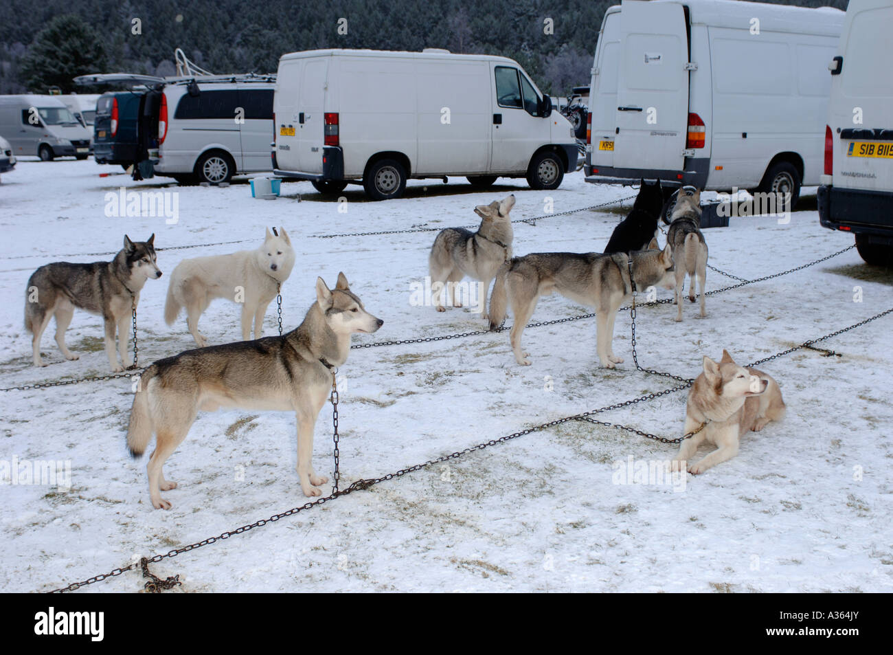 Prendendo una pausa tra gli eventi presso il Siberian Husky Club di GB Aviemore annuale di Sled Dog Rally. 4531-428 XMM Foto Stock