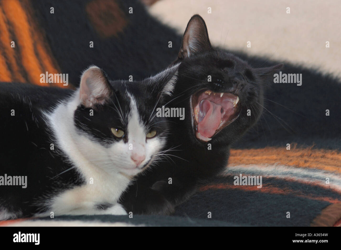 Ritratto di due Tom gatti,da diversi genitori,ma sono stati allevati insieme da gattini. Foto Stock