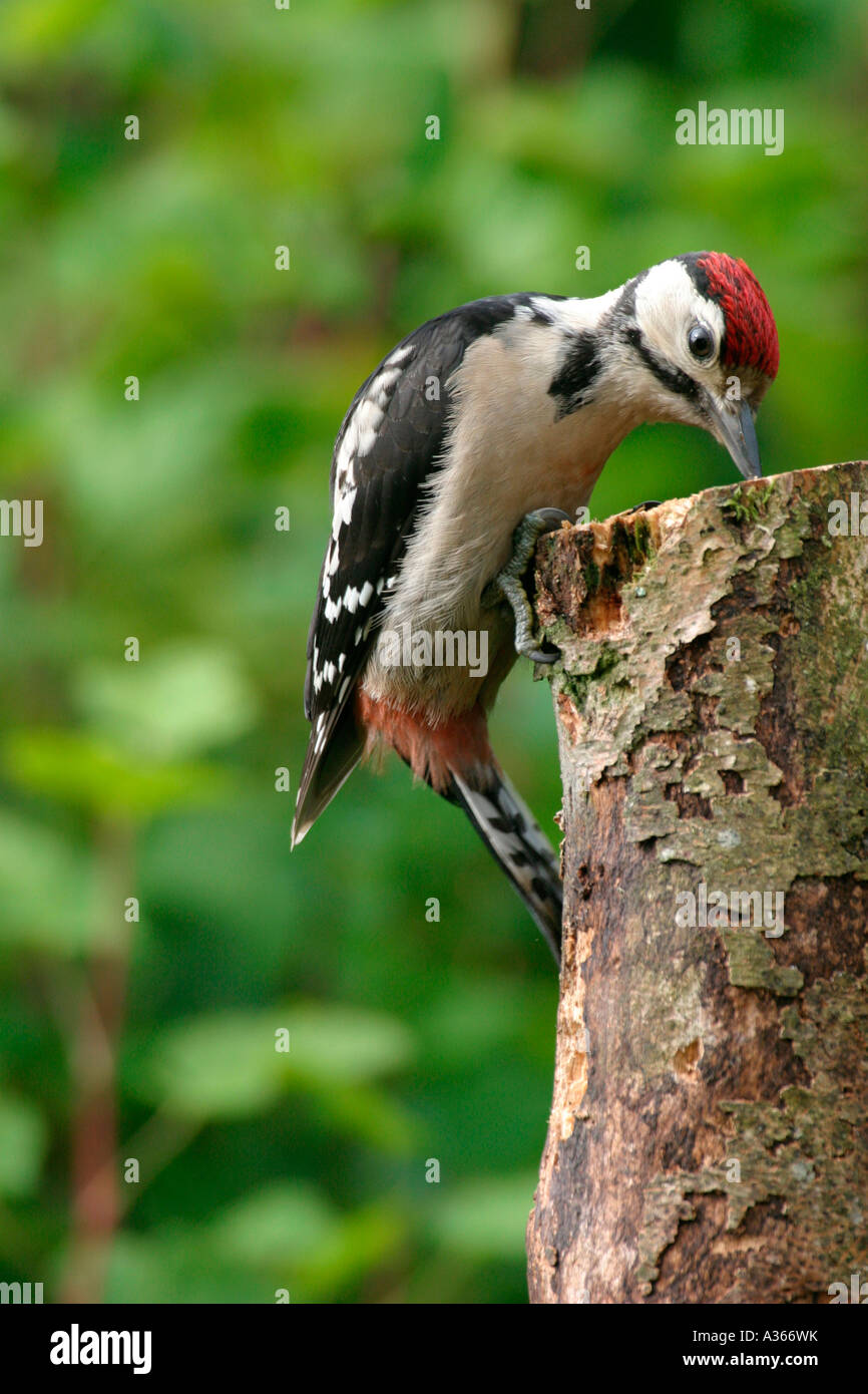 Picchio rosso maggiore Dendrocopus major capretti Foto Stock