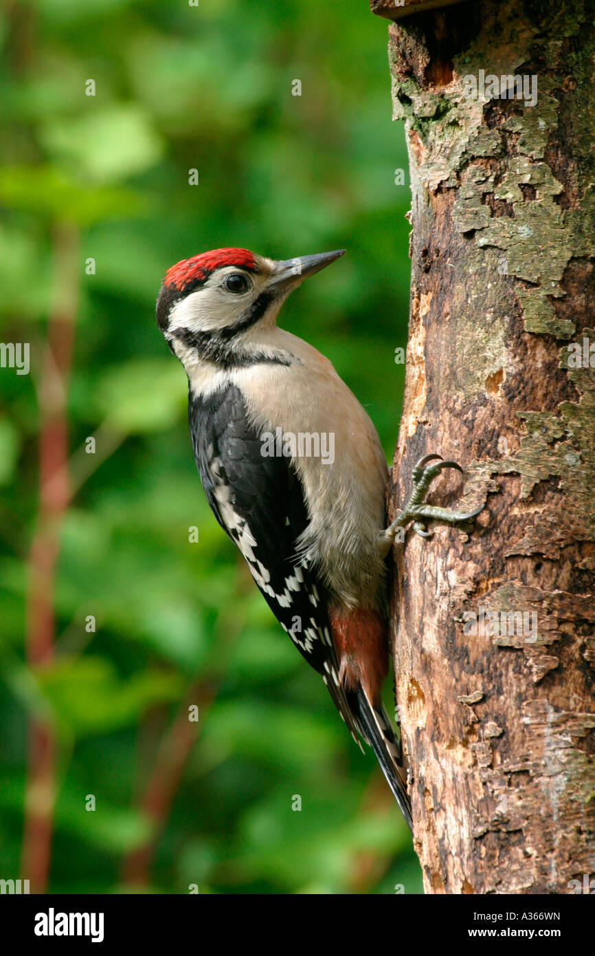 Picchio rosso maggiore Dendrocopus major su albero Foto Stock