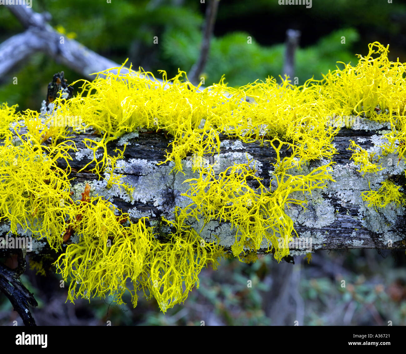 Lupo Lichen Letharia vulpina Jasper National Park nello stato di Alberta in Canada Foto Stock