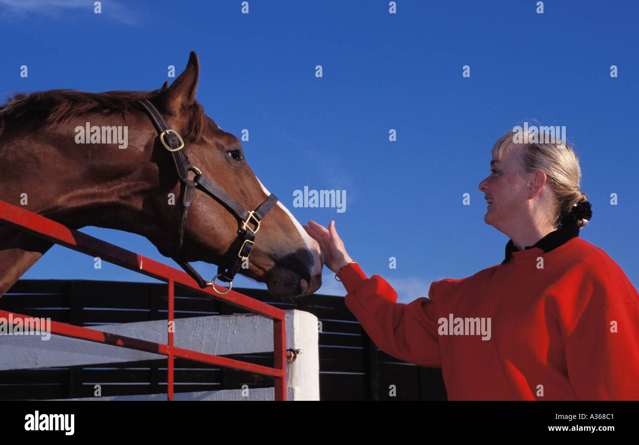 Cavallo Colorato Immagini e Fotos Stock - Alamy