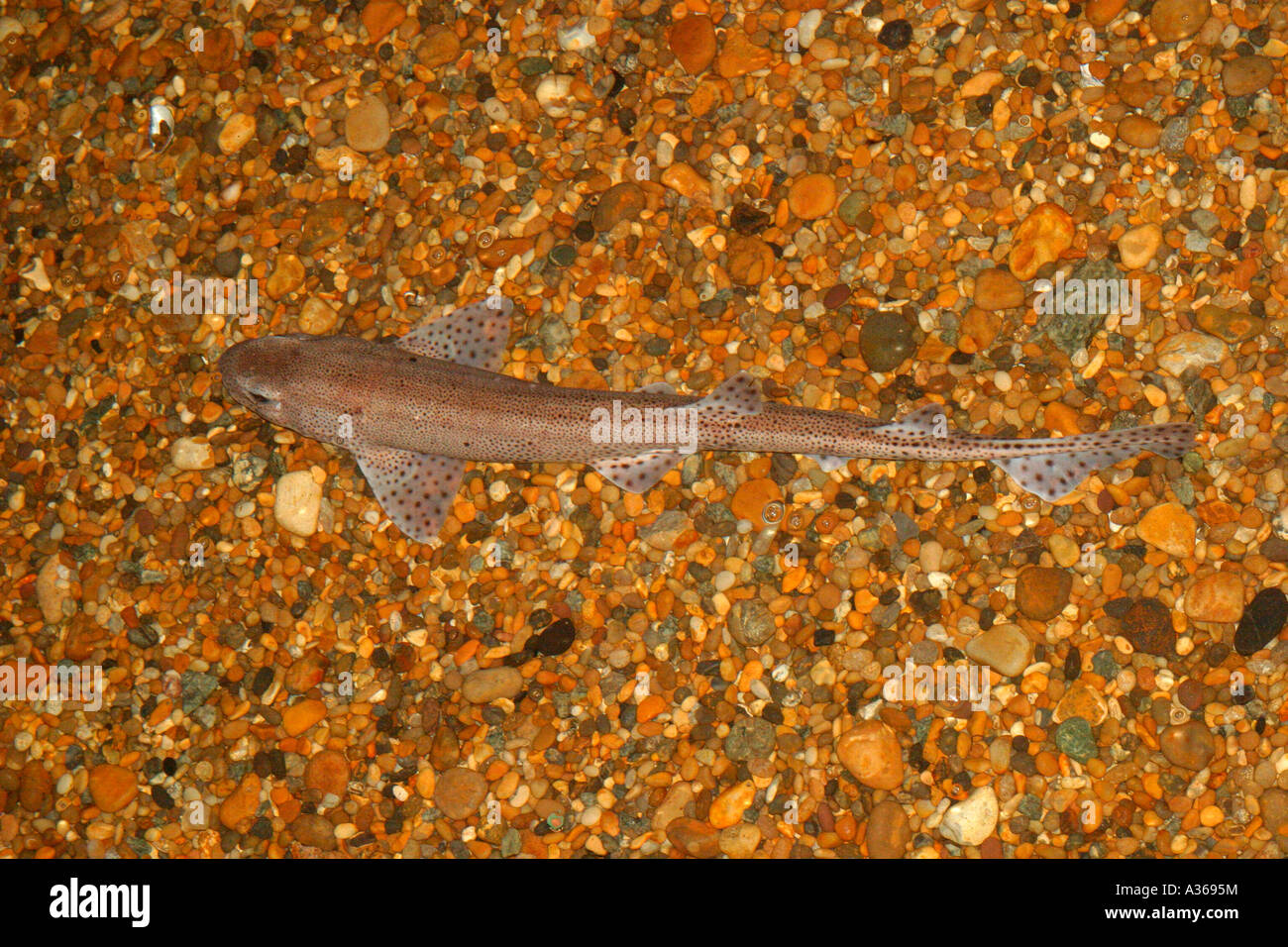 Minor GATTUCCIO Scyliorhinus canicula sulla terra pietrosa Foto Stock