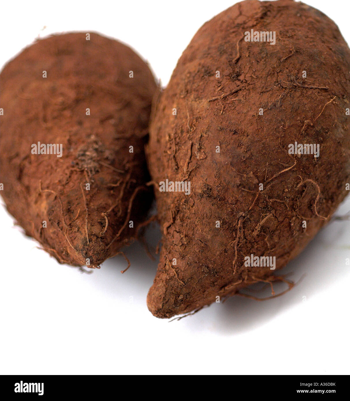 Mapuey immagini e fotografie stock ad alta risoluzione Alamy