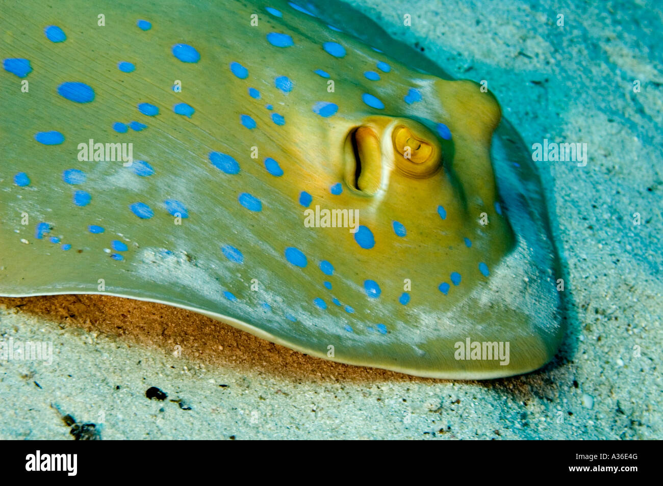 Blue Spotted Raggi della barriera corallina di Sharm El Sheik Egitto Foto Stock